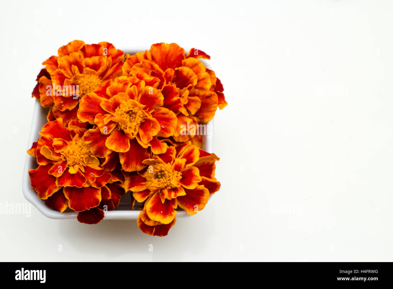 Marigold orange et rouge fleurs comestibles dans un récipient, inspirée de la ferme Banque D'Images