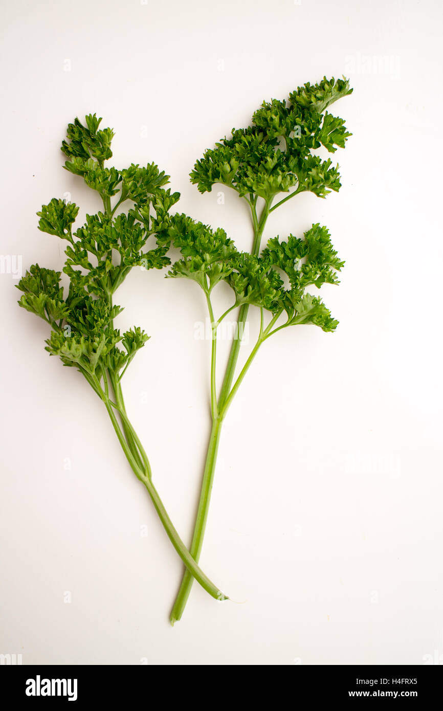 Persil frisé vert pour être utilisé, de l'alimentation inspiré Banque D'Images Persil frisé vert pour être utilisé, de l'alimentation inspiré Banque D'Images
