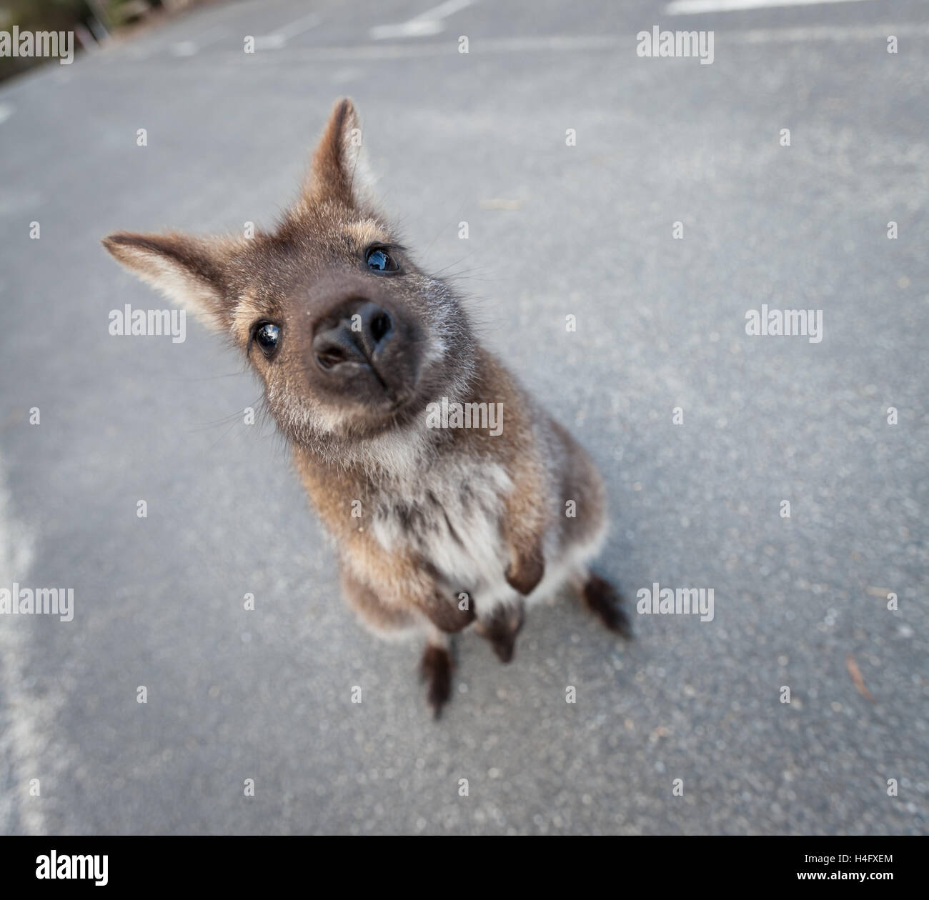 Wallaby à cou rouge debout dans un funny pose à la recherche dans l'appareil. La Tasmanie, Australie Banque D'Images