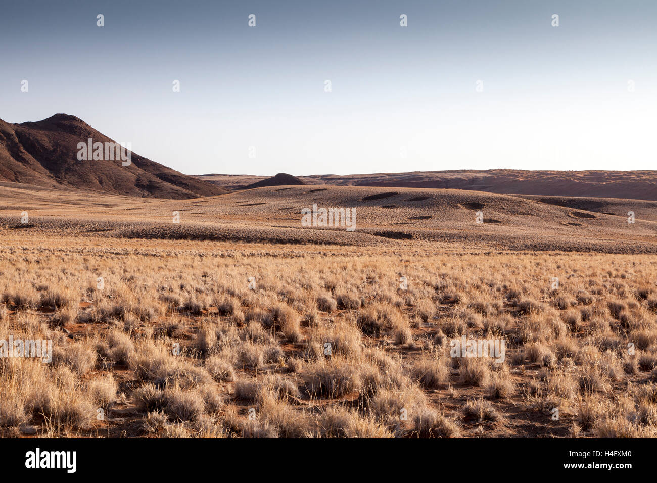 Les cercles de fées sur dunes gazonnées à Sossusvlei, Namibie Banque D'Images
