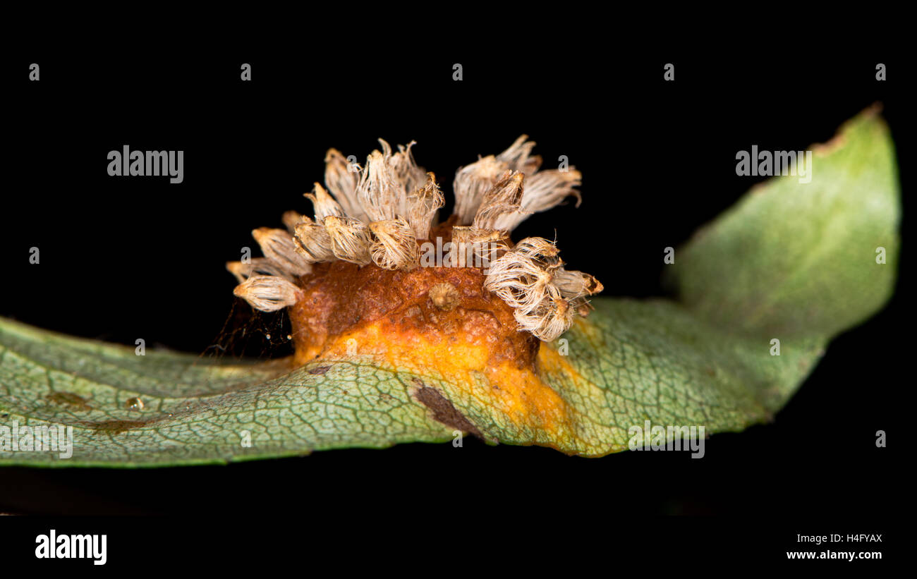 Feuille poire gall causé par Gymnosporangium sabinae. Sur le dessous du champignon de la rouille des feuilles de poires (Pyrus sp.) montrant la fructification Banque D'Images