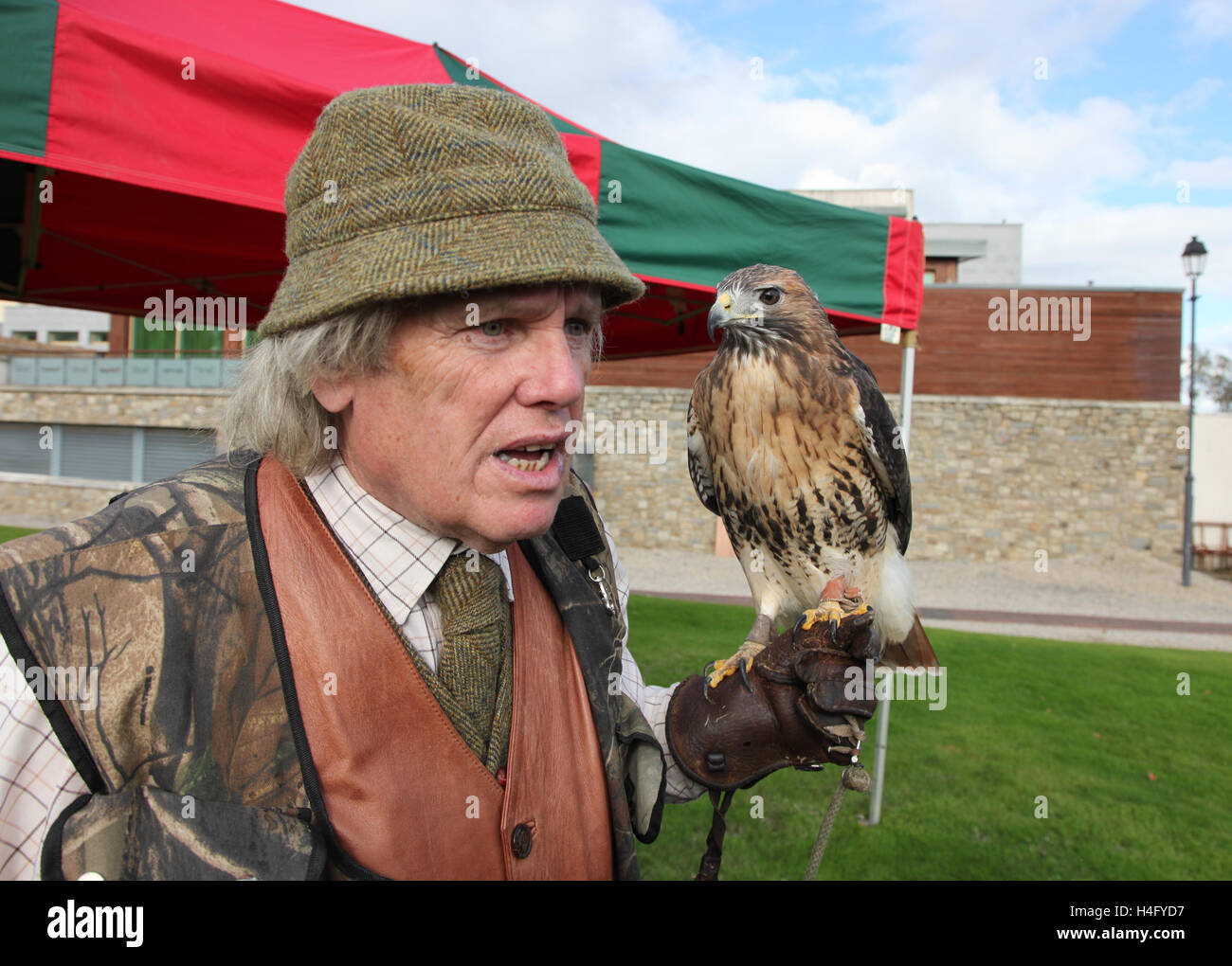 Bernard Byrne, oiseau de proie avec un de ses experts hawks Banque D'Images