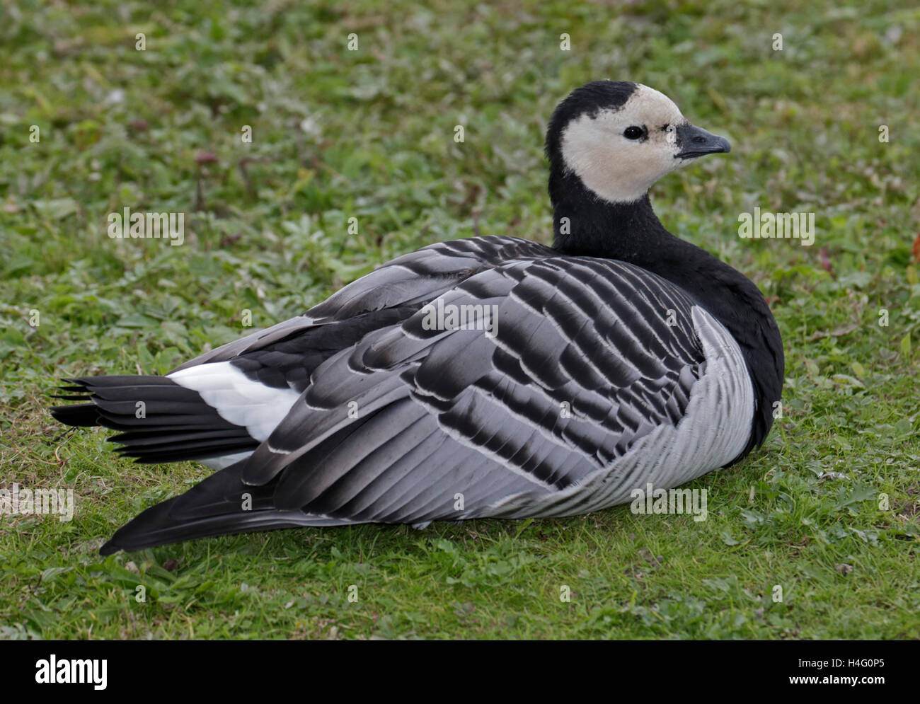 Bernache nonnette (Branta leucopsis) Banque D'Images