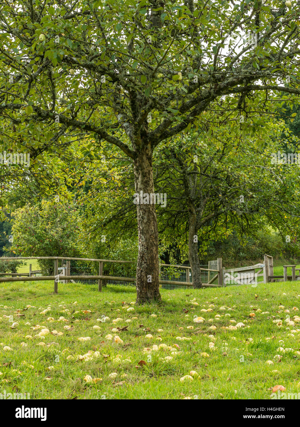 Pays de l'ouest en pleine floraison du verger de pommiers représentée et les chablis prêt pour la récolte des cultures sur une belle journée d'été. Banque D'Images