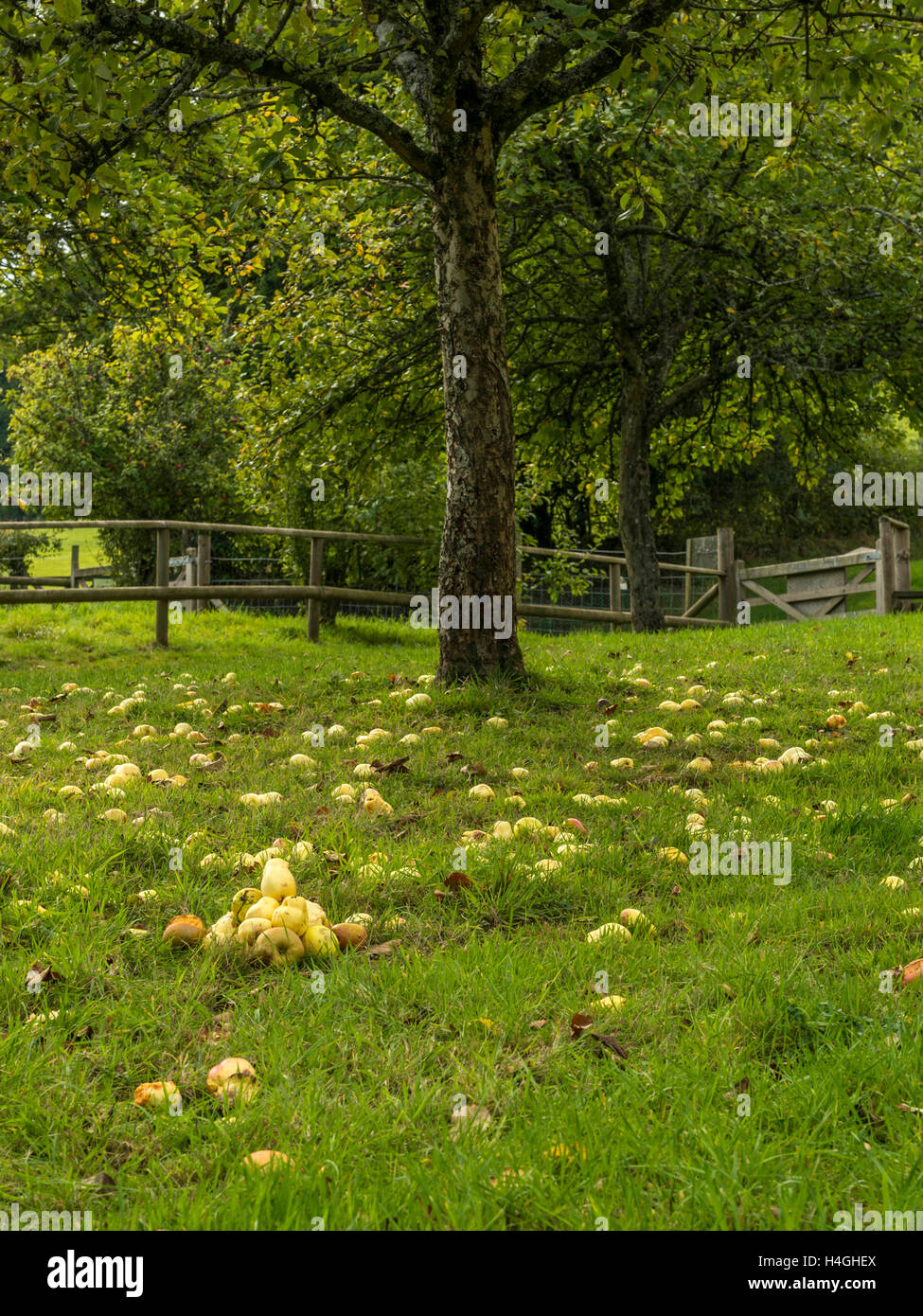 Pays de l'ouest en pleine floraison du verger de pommiers représentée et les chablis prêt pour la récolte des cultures sur une belle journée d'été. Banque D'Images