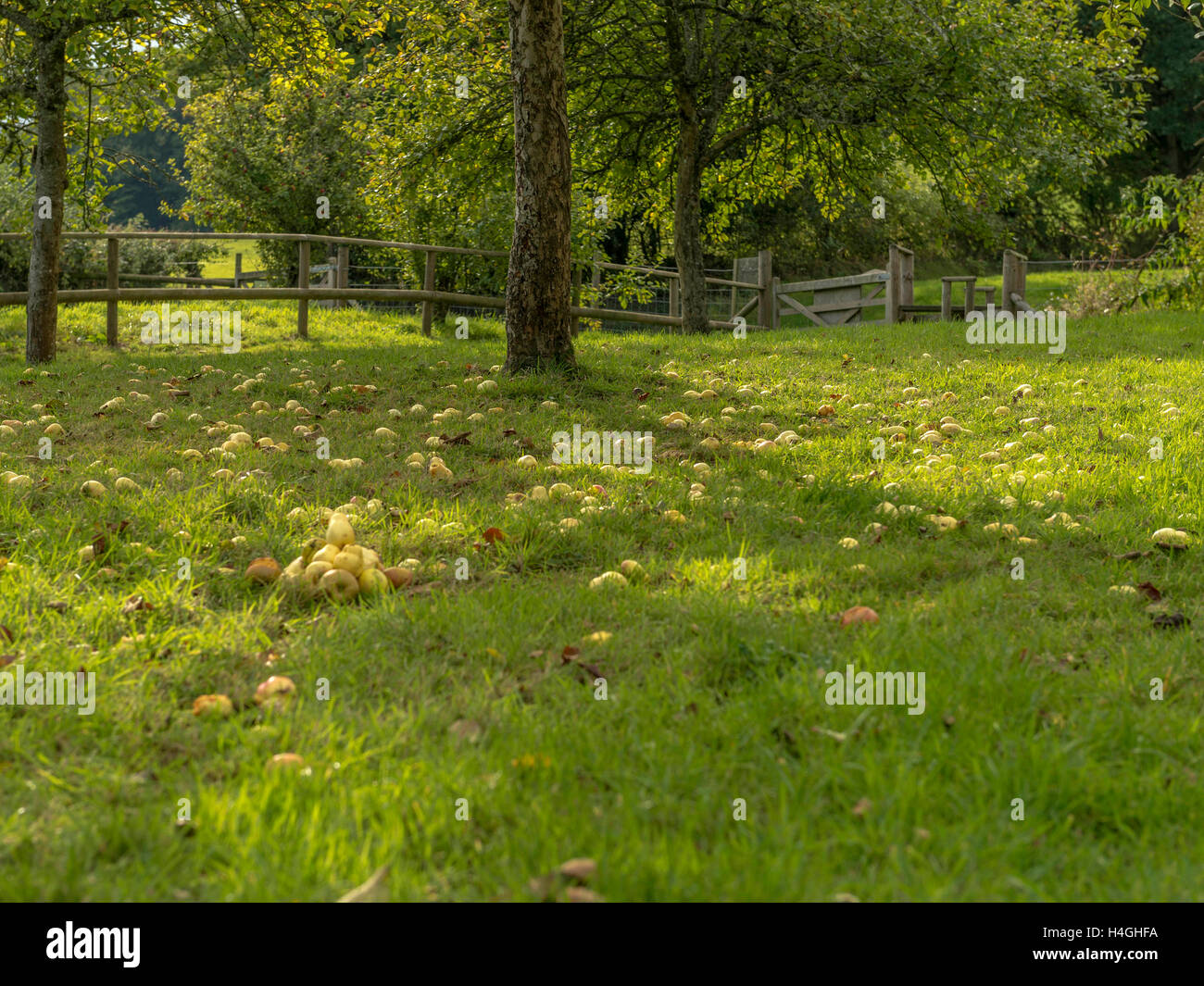 Pays de l'ouest en pleine floraison du verger de pommiers représentée et les chablis prêt pour la récolte des cultures sur une belle journée d'été. Banque D'Images