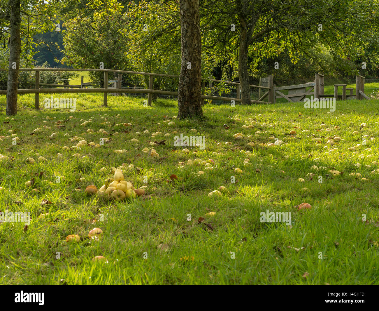 Pays de l'ouest en pleine floraison du verger de pommiers représentée et les chablis prêt pour la récolte des cultures sur une belle journée d'été. Banque D'Images