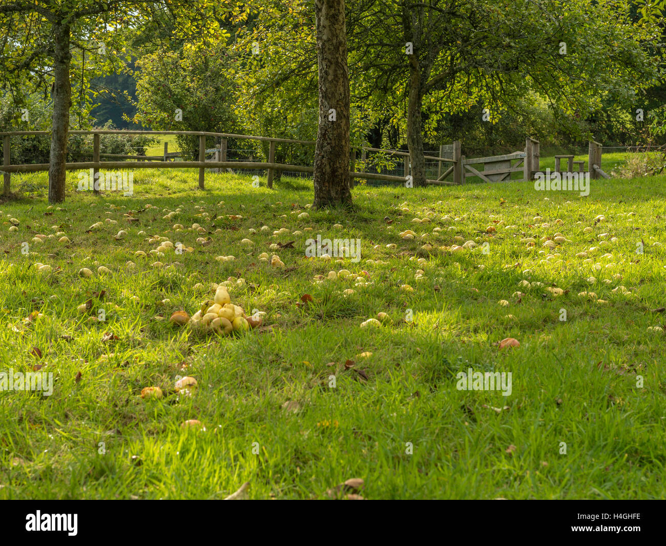 Pays de l'ouest en pleine floraison du verger de pommiers représentée et les chablis prêt pour la récolte des cultures sur une belle journée d'été. Banque D'Images