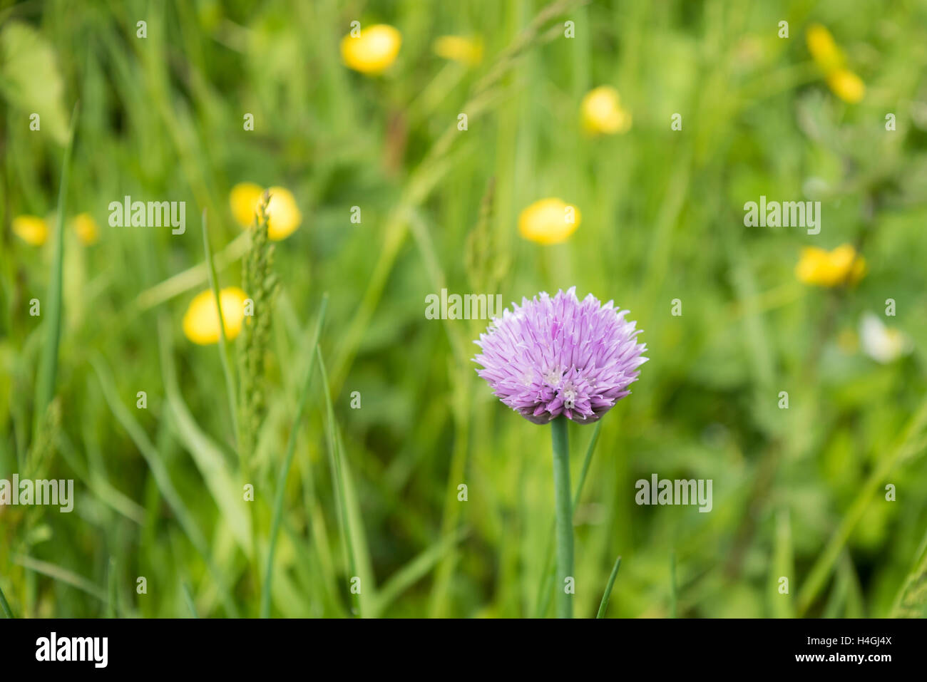 Une fleur de ciboulette mauve sur un fond d'herbe et renoncules Banque D'Images