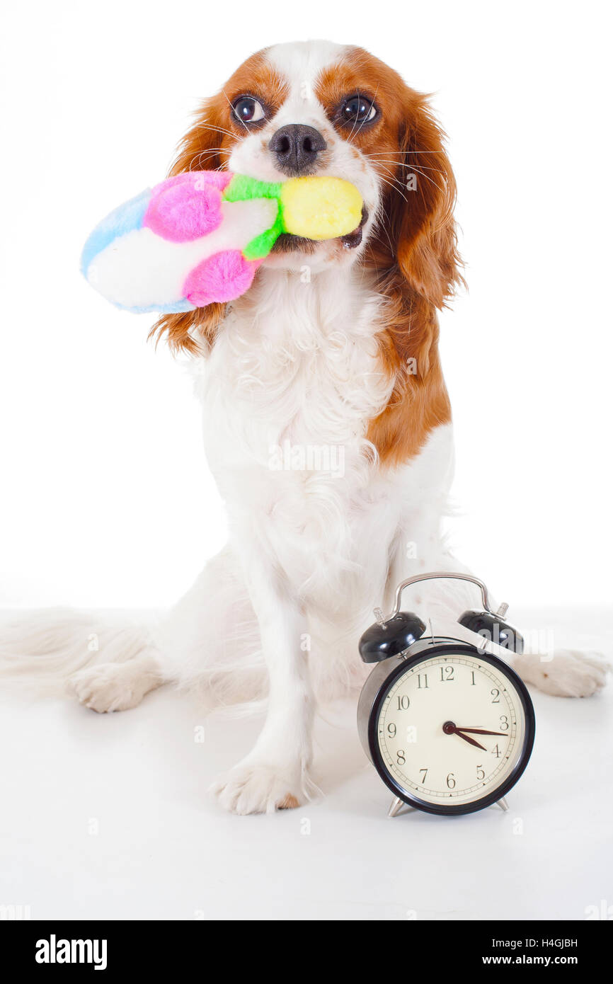 Cavalier King Charles Spaniel studio de photos, avec des chiens et des objets spéciaux. Fond blanc photos RF et RM. Banque D'Images