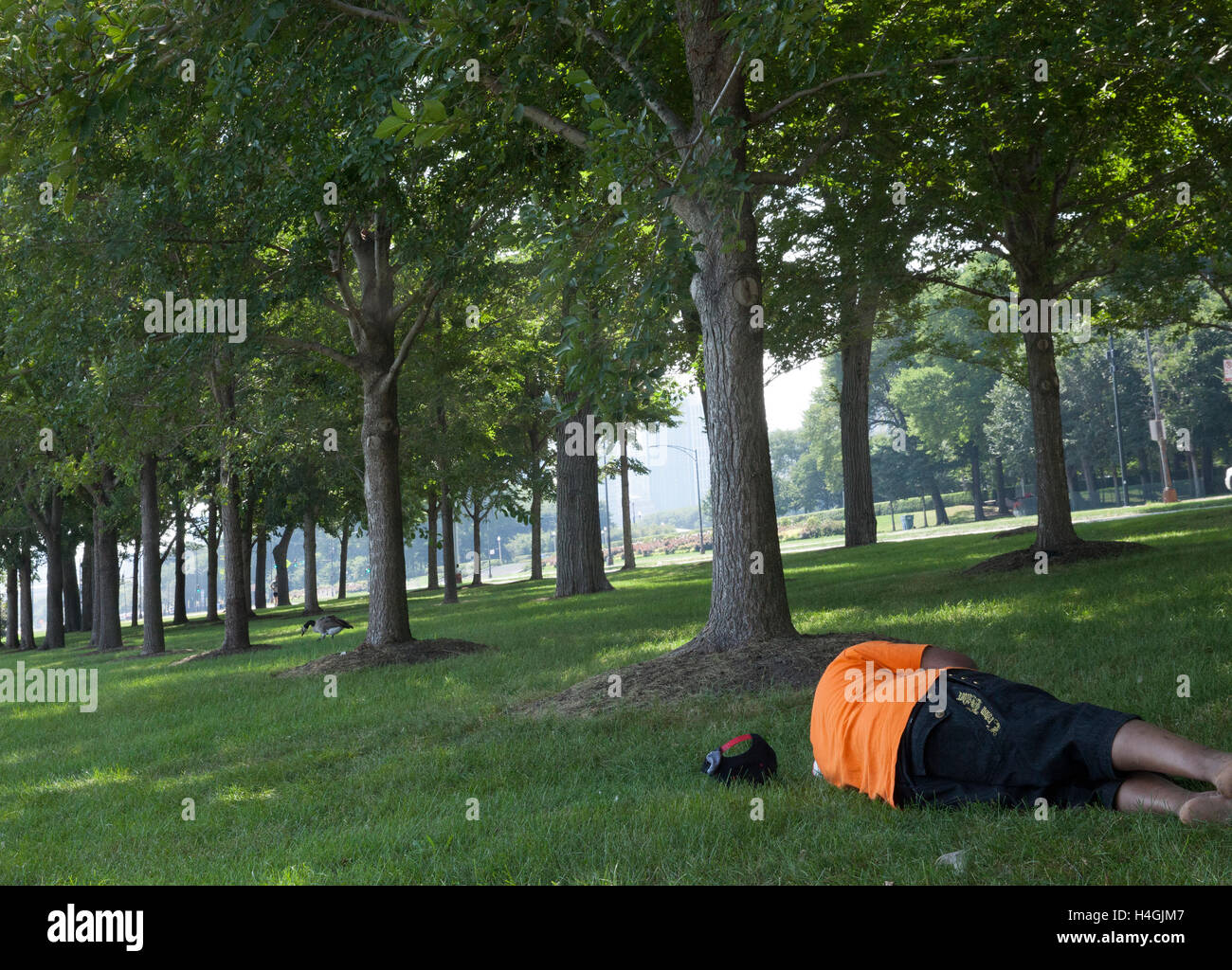 'Sleeper' oie et Chicago. Banque D'Images