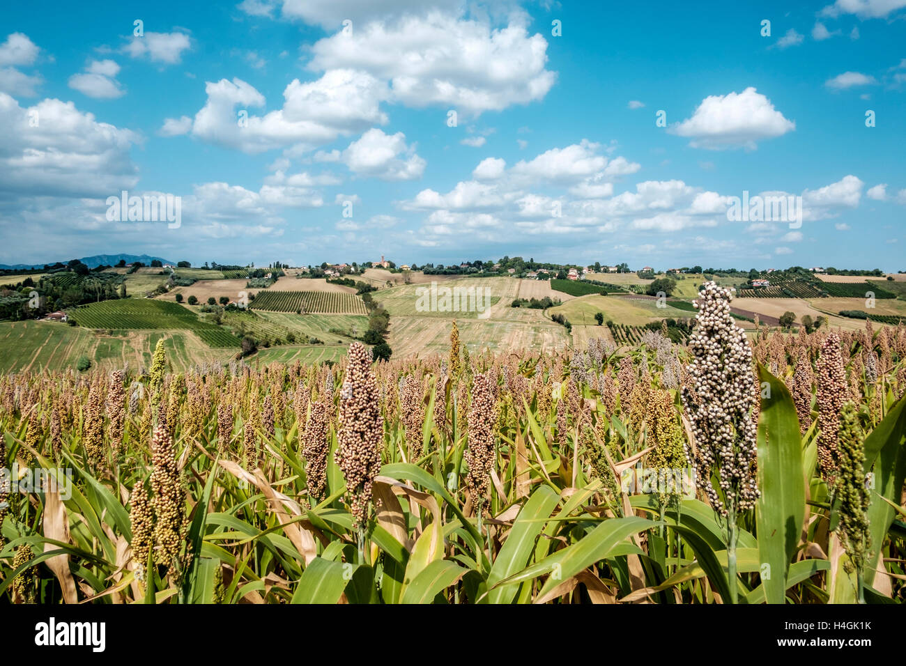 Une vue sur un champ en Italie avec un ciel bleu avec des nuages dans Banque D'Images