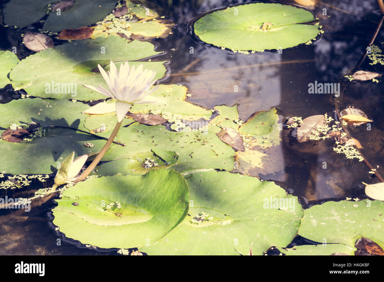 Fleur de Lotus blanc et fleur de lotus plantes pour ton chaleureux d'arrière-plan Banque D'Images