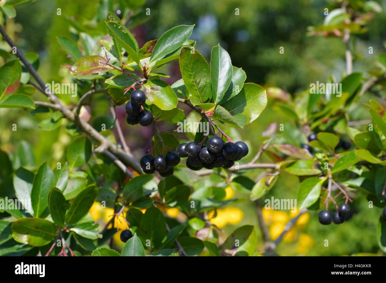 Viele reife Apfelbeeren - bande d'chokeberries noir corde Banque D'Images