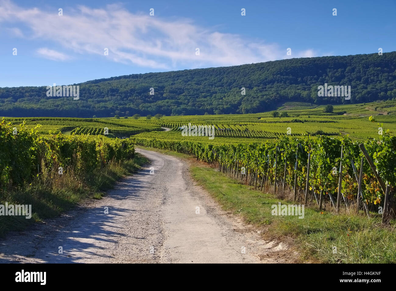 Weinberge im Elsass, Frankreich - Vignoble en Alsace, France Banque D'Images
