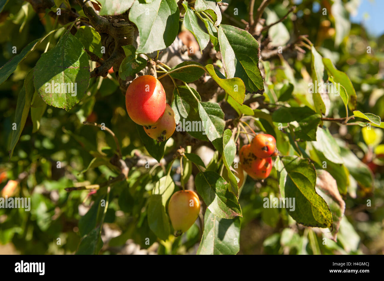 Vieux favori avec Victorian Edwardian crab apple associé à l'amour et le mariage parfait pour faire de la confiture et de la gelée au goût amer Banque D'Images