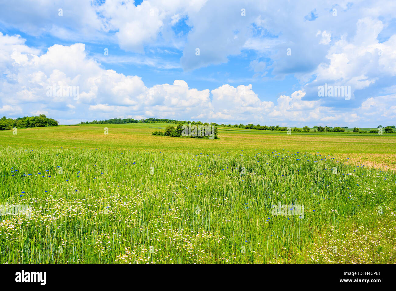 Beau domaine en vert avec des nuages blancs sur le ciel bleu en été, paysage, Pologne Banque D'Images