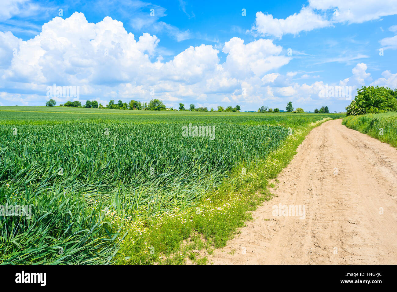 Scenic Route rurale et champs verts en été, paysage, Pologne Banque D'Images