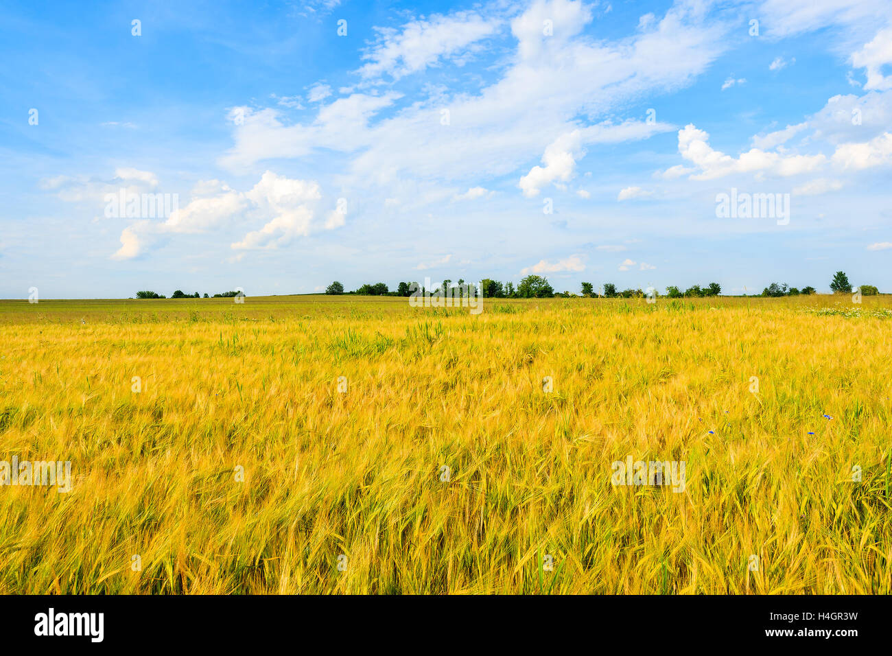 Belle couleur dorée, champ de blé avec des nuages blancs sur le ciel bleu en été paysage près de Cracovie, Pologne Banque D'Images