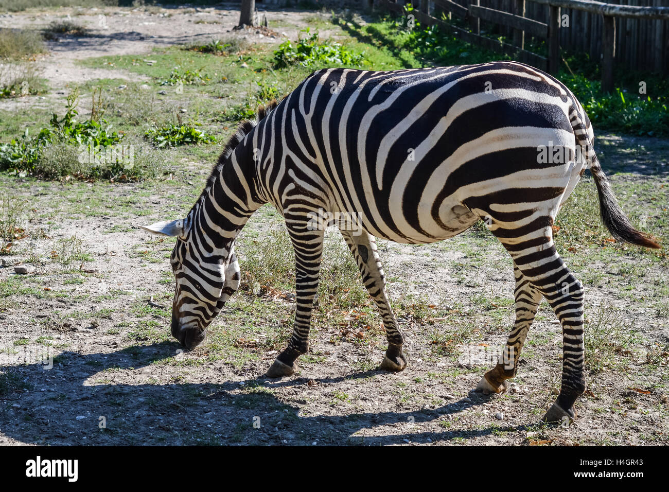 Profil zebra - zèbre des plaines (Equus quagga), également connu sous le nom de la politique commune de la moule ou le zèbre de Burchell Banque D'Images