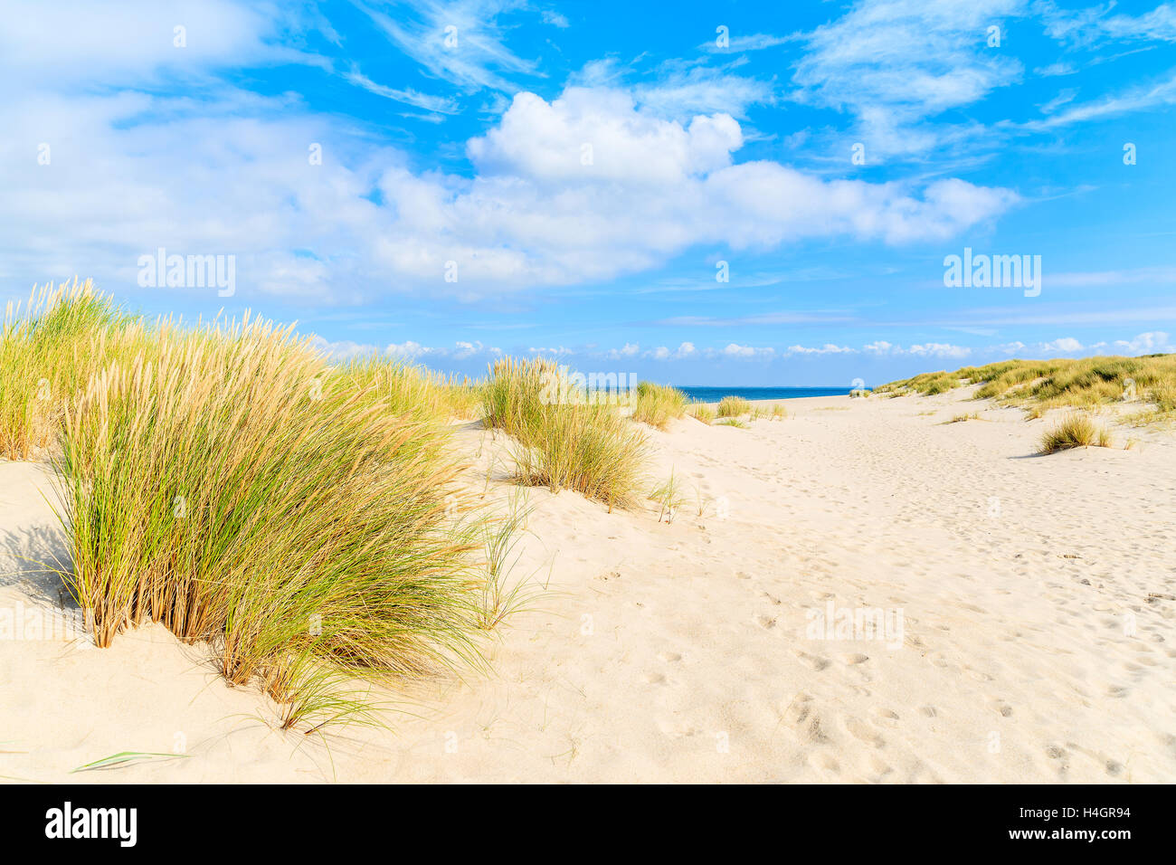 L'herbe sur dunes de sable de l'Ellenbogen, plage l'île de Sylt, Allemagne Banque D'Images
