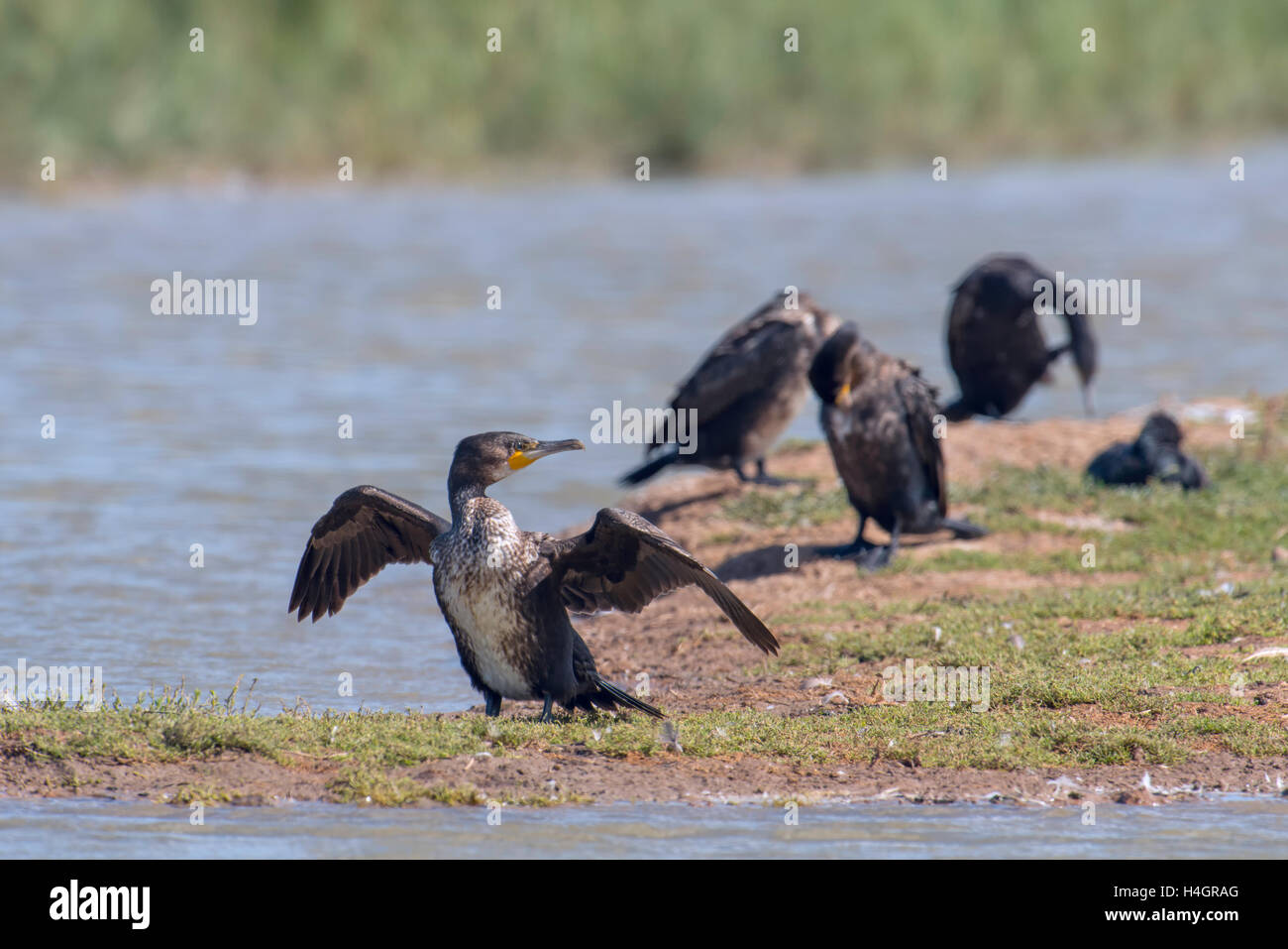 Groupe des grands cormorans (Phalacrocorax carbo) le repos et le séchage de l'aile. Banque D'Images