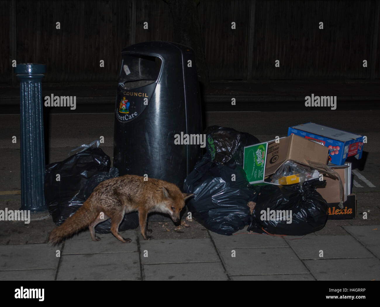 Le renard roux, l'Urbain (Vulpes vulpes), fouilles des sacs poubelle pour déchets alimentaires dans la nuit dans la rue, Londres, Royaume-Uni Banque D'Images