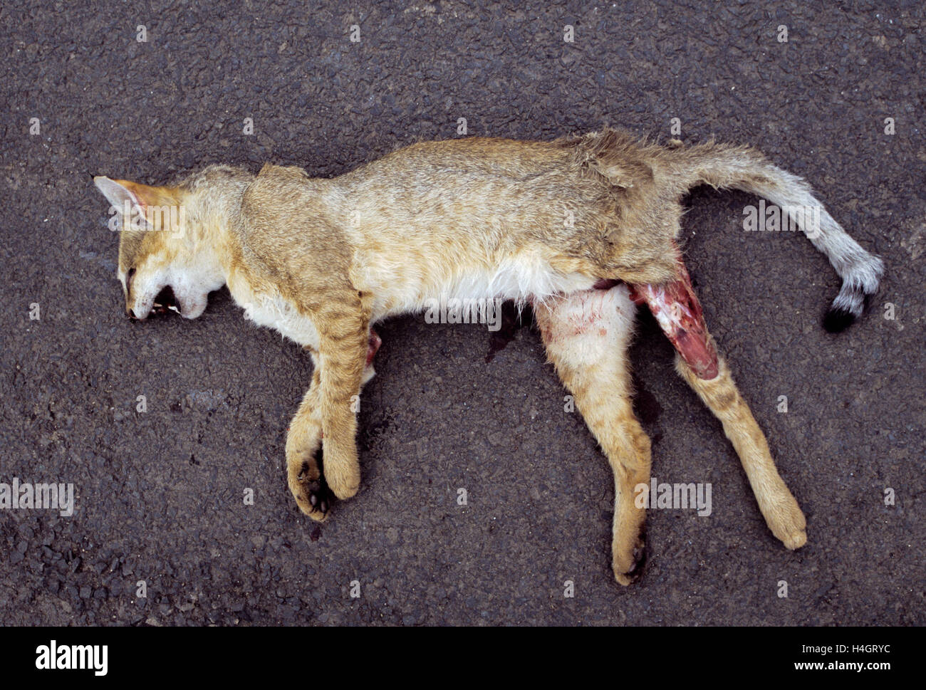 Adultes, mâle Chat de jungle,(Felis chaus), road kill victime dans la rue, Velavadar, Gujarat, Inde Banque D'Images
