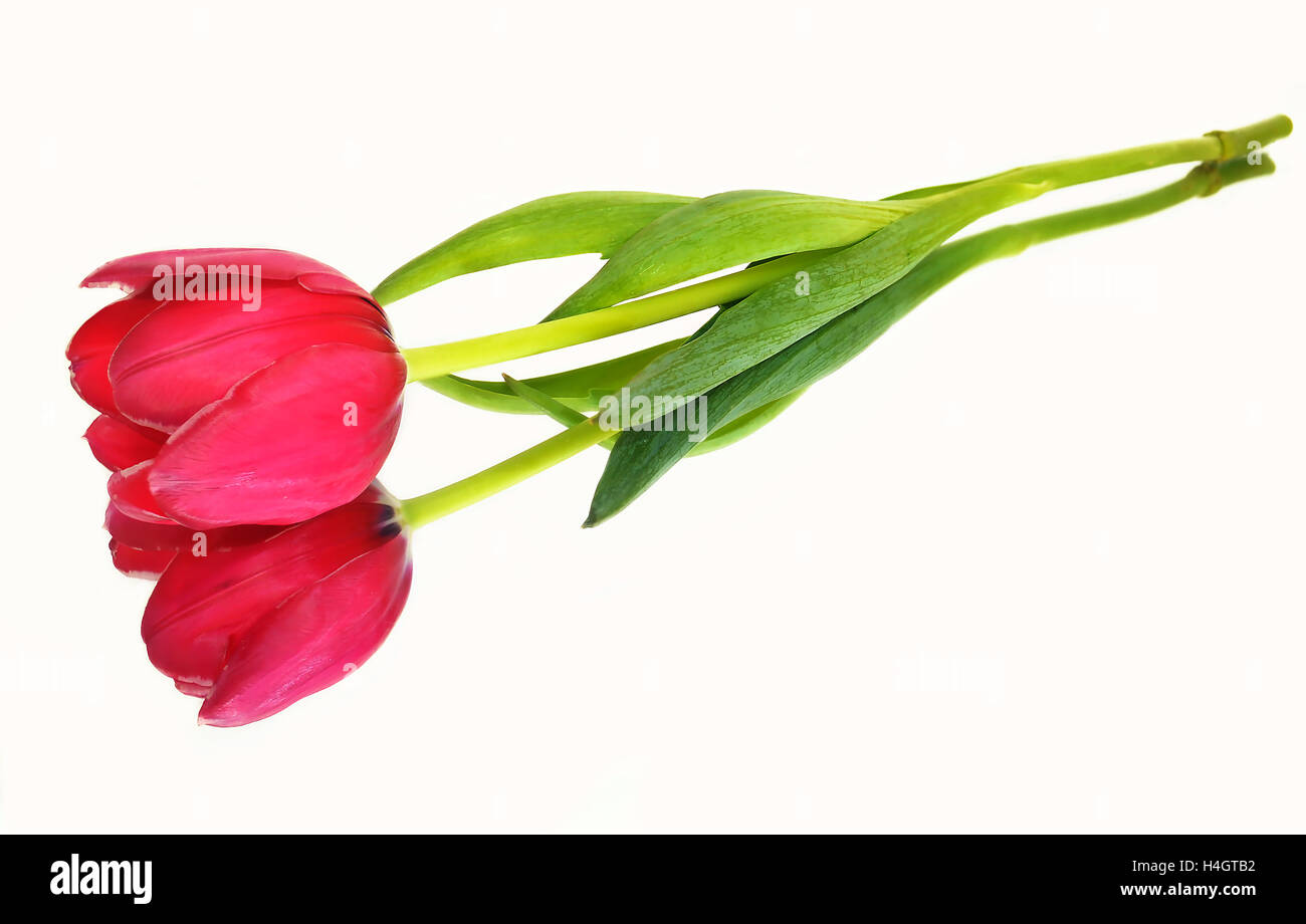 Tulipe rose à fleurs - réflexion isolée Banque D'Images