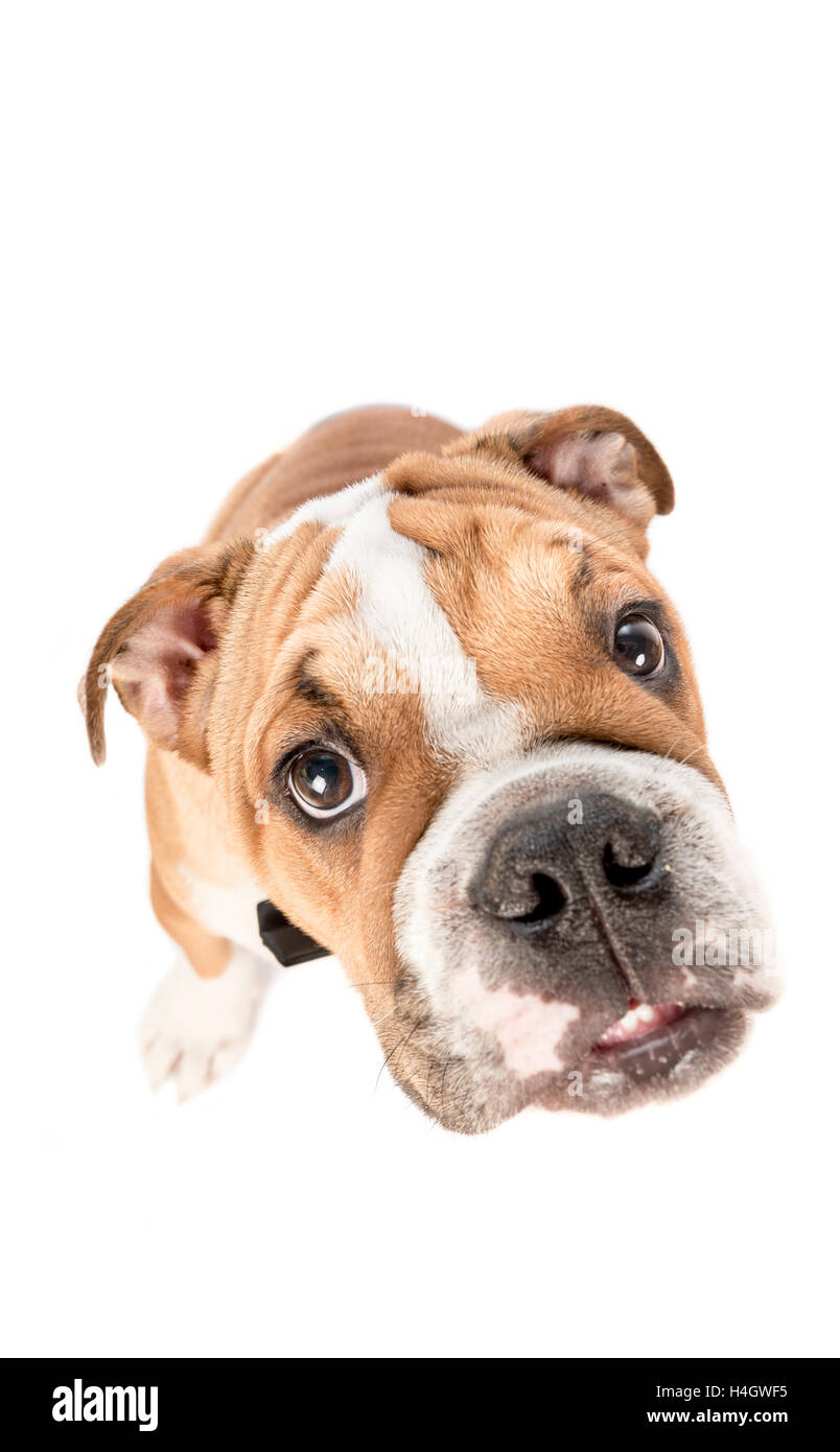 Funny portrait de bulldog Anglais chiot isolé sur fond blanc Banque D'Images