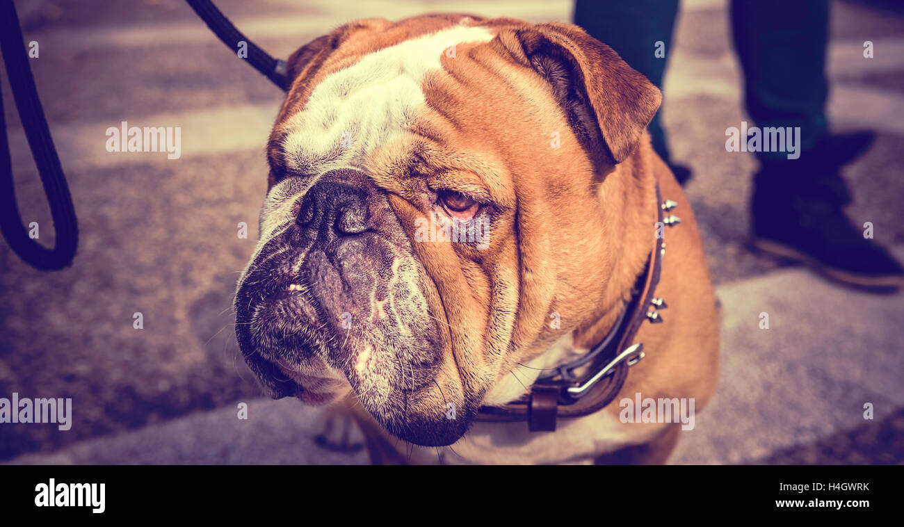 Bulldog Anglais en colère,portrait selective focus Banque D'Images