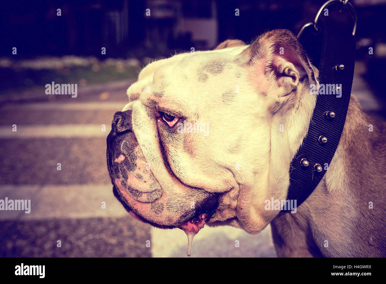 Portrait de profil de bulldog Anglais adultes, selective focus Banque D'Images