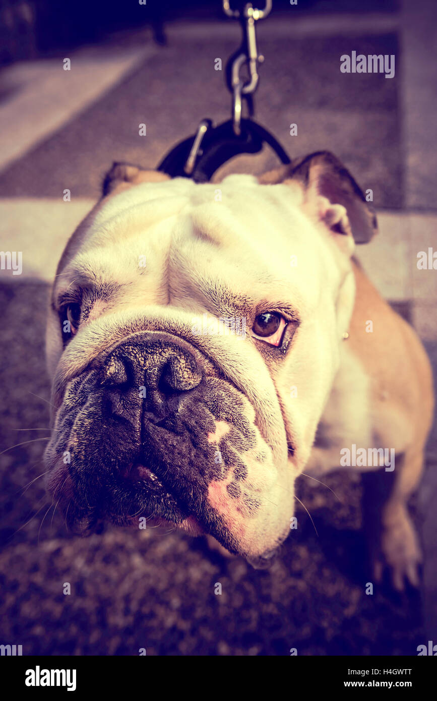 Bulldog Anglais adultes piscine,selective focus Banque D'Images