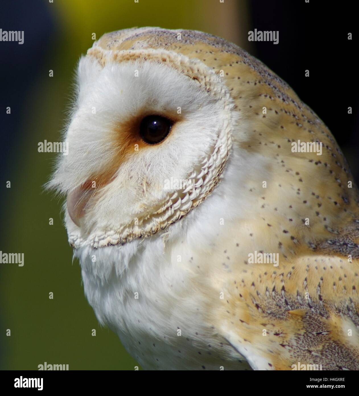 Effraie des clochers Banque D'Images