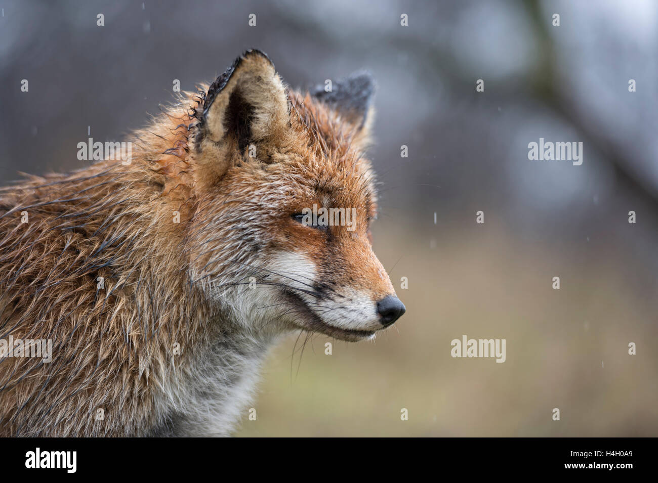 Red Fox / Rotfuchs ( Vulpes vulpes ), humide, gros plan, chef-plan, portrait de la pluie, un jour de pluie, amusant, drôle. Banque D'Images