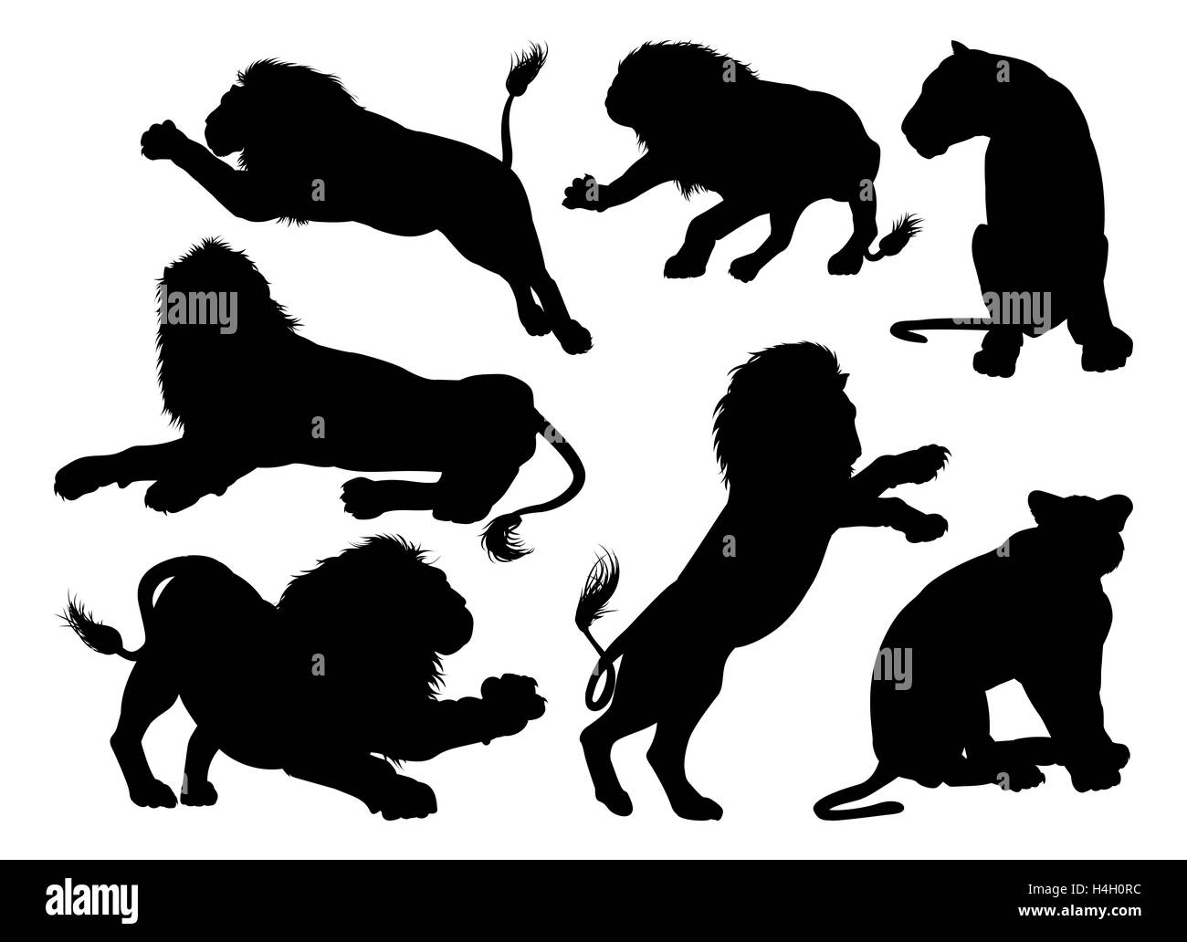 Lion de silhouettes. Un ensemble d'hommes et de femmes les lions à l'ossature Banque D'Images