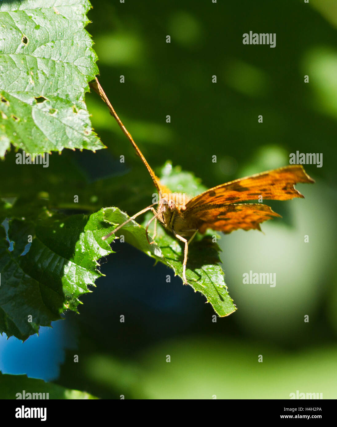 Virgule papillon sur une feuille avec l'étendue de la trompe Banque D'Images