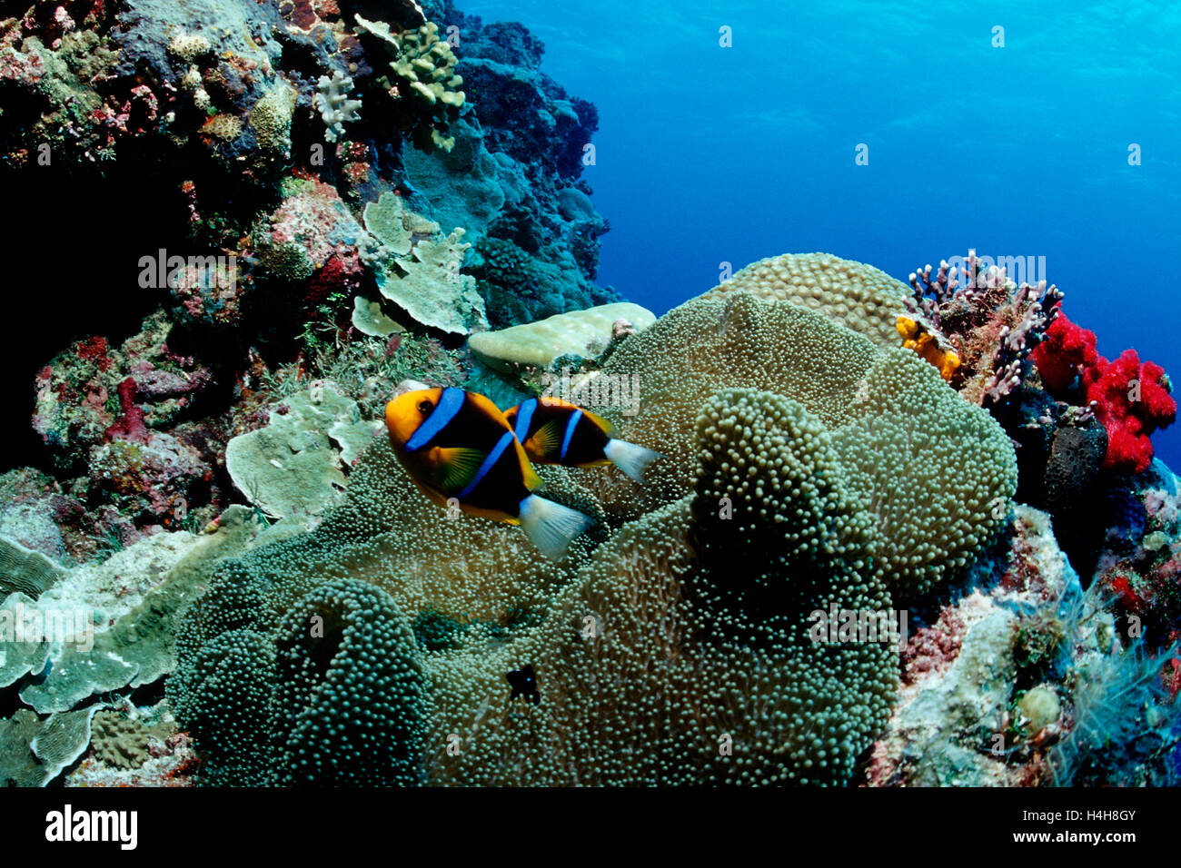 Les poissons clowns ou rose rose poisson clown (Amphiprion perideraion), Palau, Micronesia, Pacific Banque D'Images