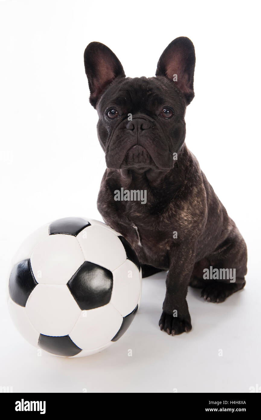 Bouledogue français avec ballon de soccer Banque D'Images