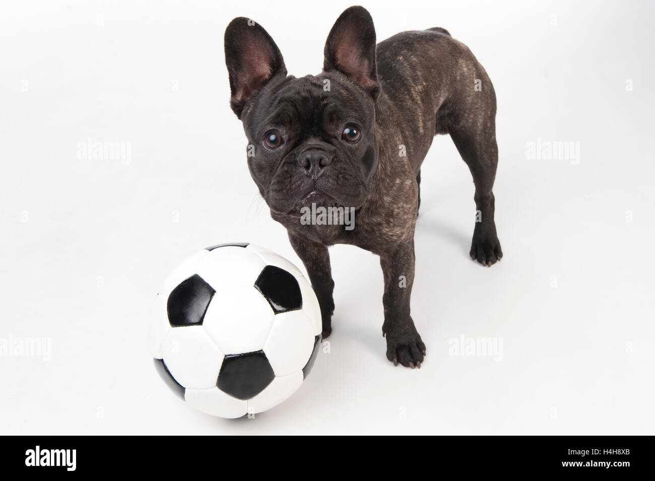 Bouledogue français avec ballon de soccer Banque D'Images