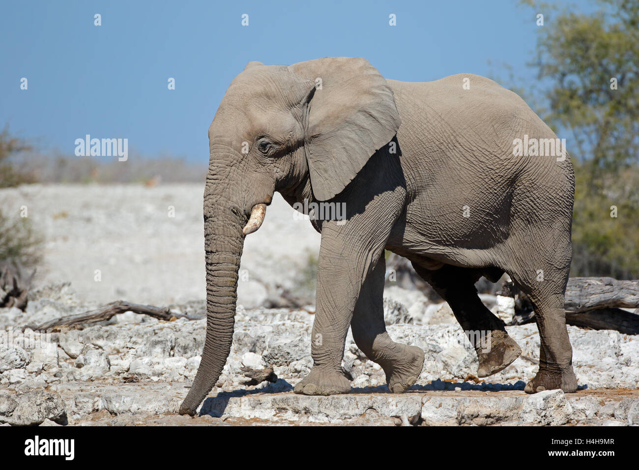 Grand éléphant mâle d'Afrique (Loxodonta africana), Etosha National Park, Namibie Banque D'Images