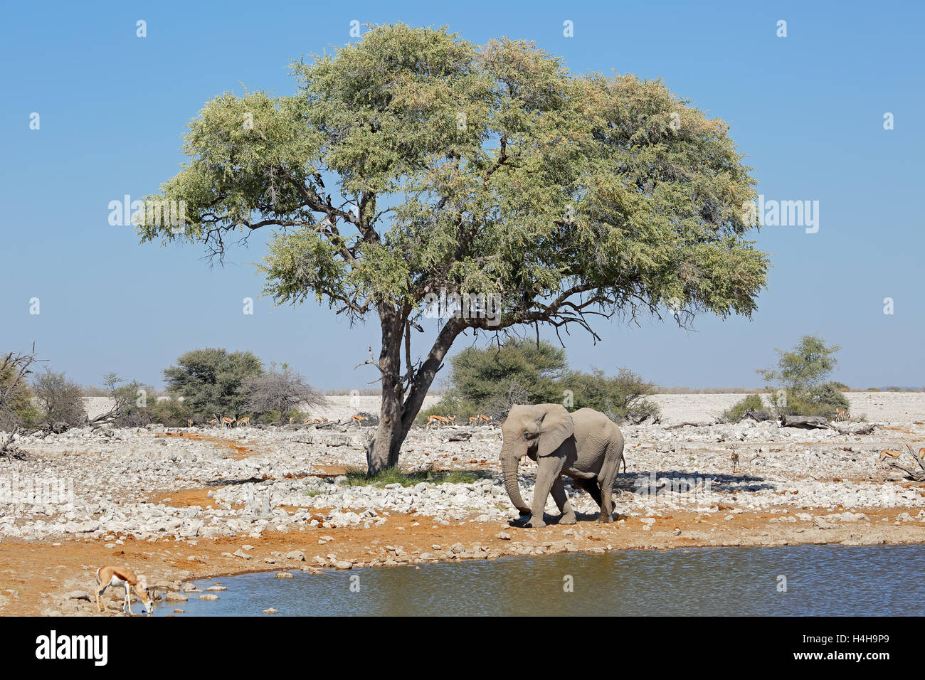 Un éléphant d'Afrique et les antilopes springboks à un point d'Etosha National Park, Namibie Banque D'Images