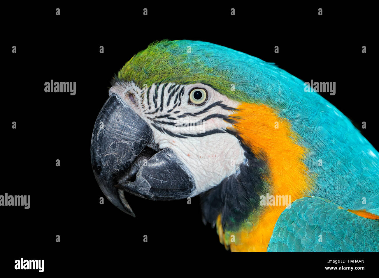 Portrait d'un bleu de couleur vive et jaune Macaw (Ara ararauna) sur noir Banque D'Images