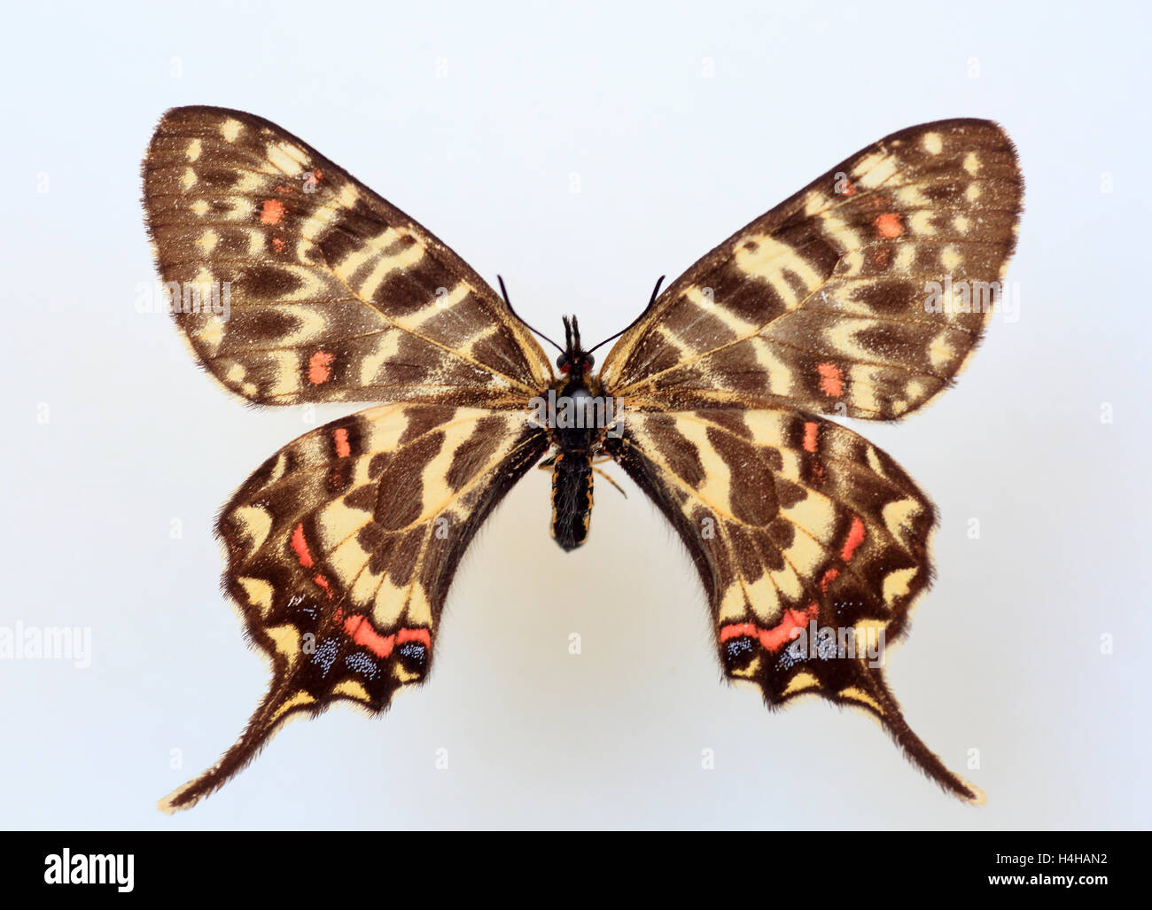 Sericinus montela Dragon(swallowtail) spécimen isolé Banque D'Images
