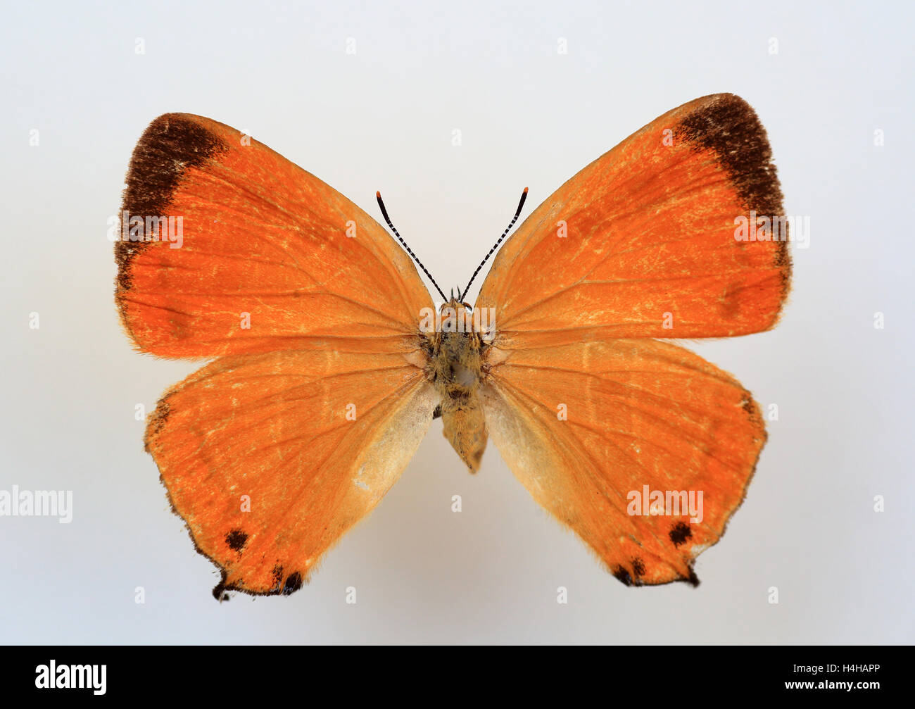 Le porte-queue Orange (Japonica lutea)isolé spécimen Banque D'Images