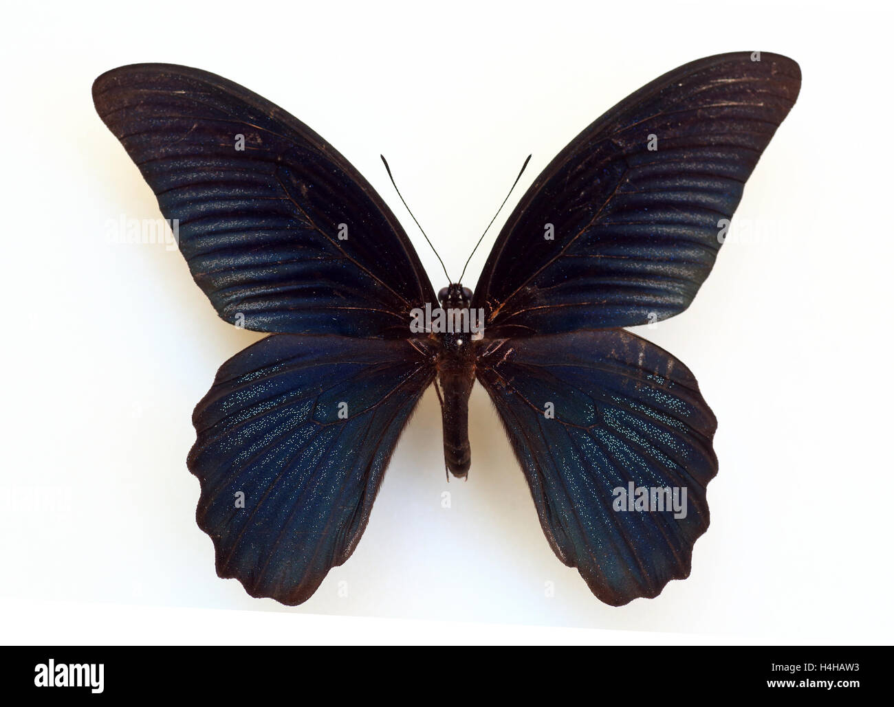 Grand Mormon Papilio memnon) spécimen isolé Banque D'Images