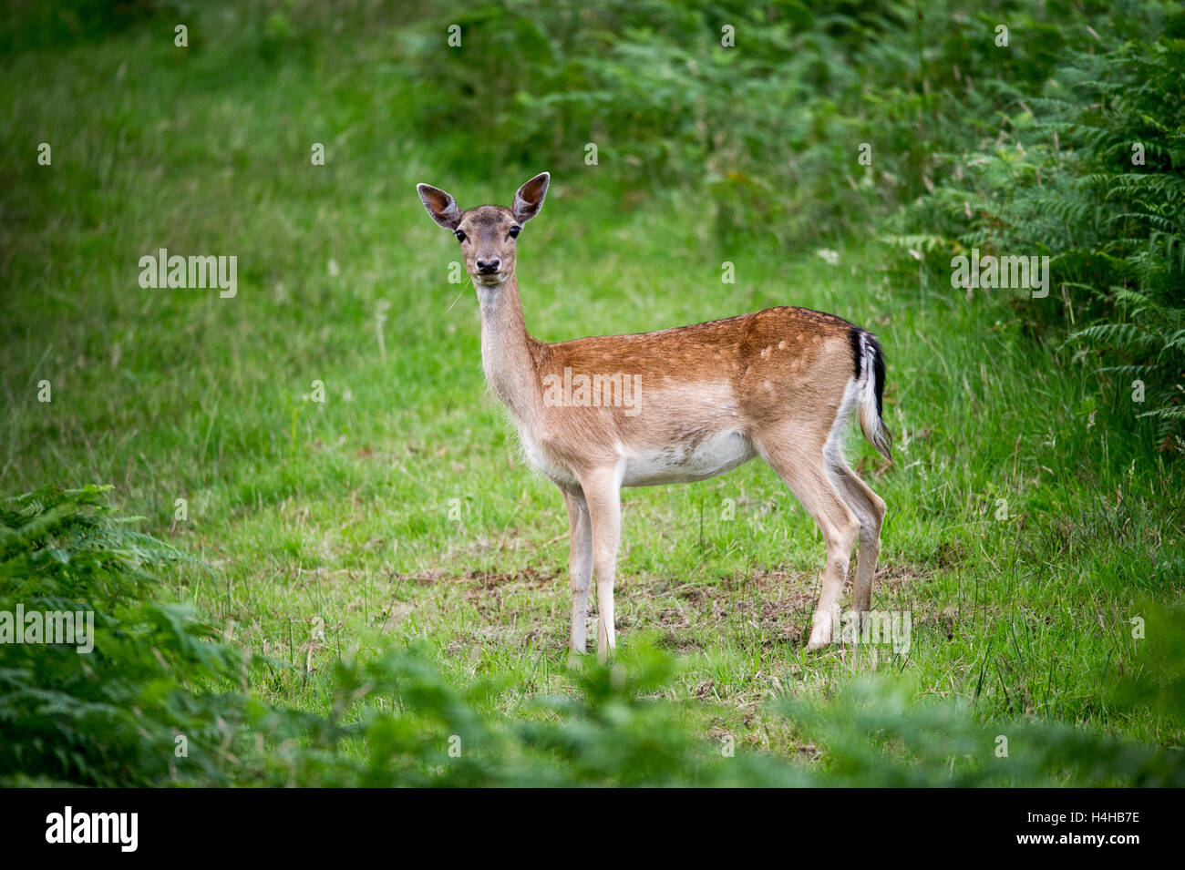 Fallow Doe entouré de verdure Banque D'Images