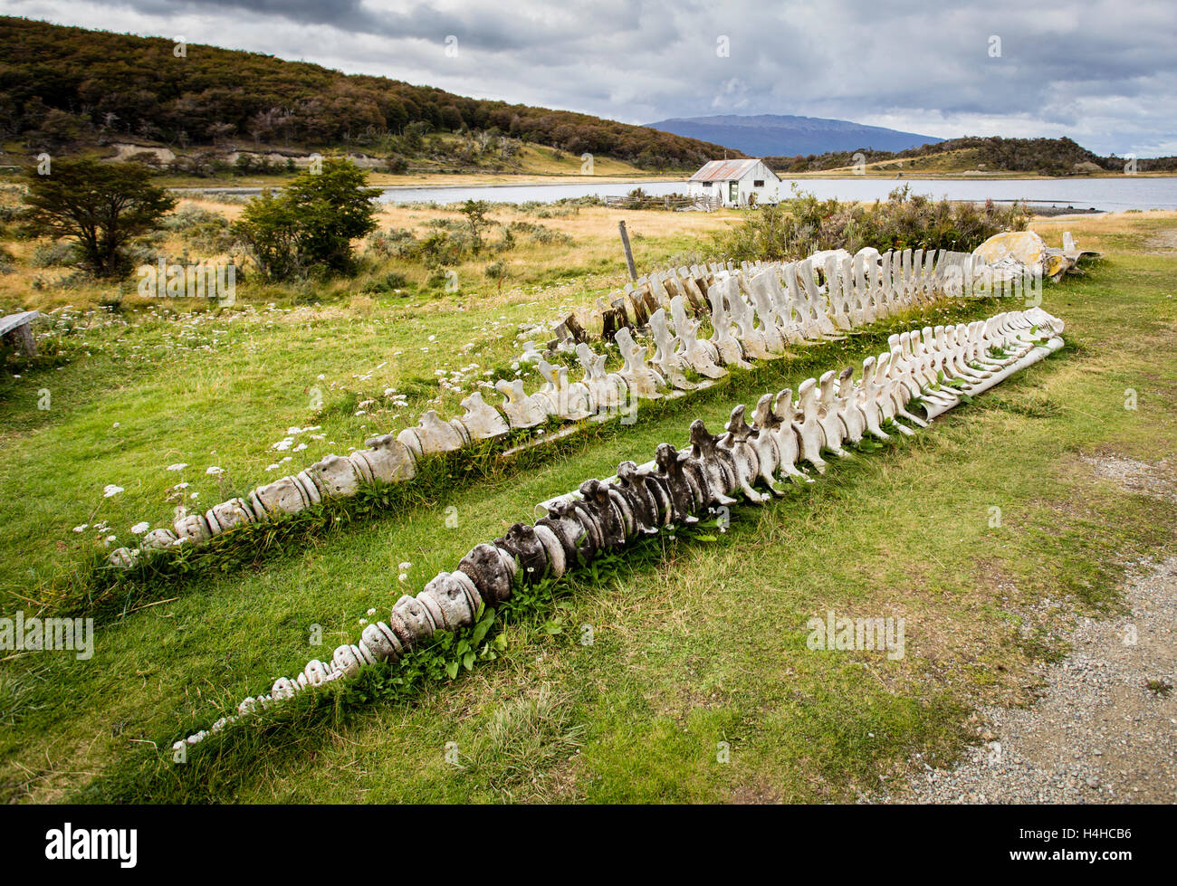 Une paire de squelettes de baleines intacts à Tierra del Fuego Banque D'Images