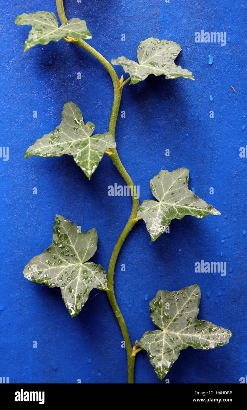 Lierre sur le mur bleu vert Banque D'Images