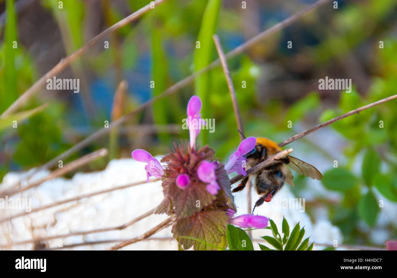 Bumblebee se nourrit de pollen de la fleur juice Banque D'Images